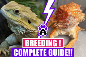 Breeding Bearded Dragons ( Complete Guide)