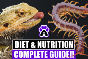 Bearded Dragons Diet & Nutrition ( Complete Guide)