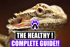 healthy bearded dragons ( Complete Guide)