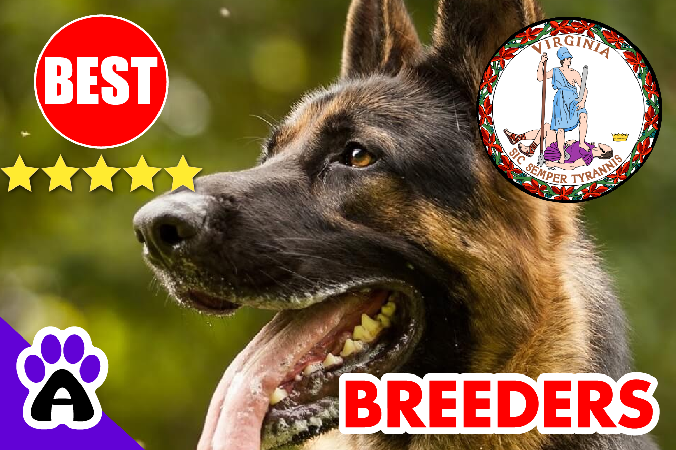 Top 5 Reviewed German Shepherd Breeders in Virginia-2024 | German Shepherd Puppies for Sale in Virginia, VA