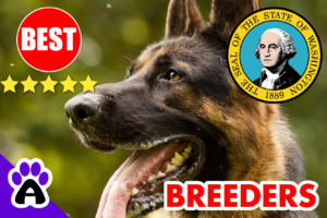 Top 5 Reviewed German Shepherd Breeders in Washington-2023 | German Shepherd Puppies for Sale in Washington, WA