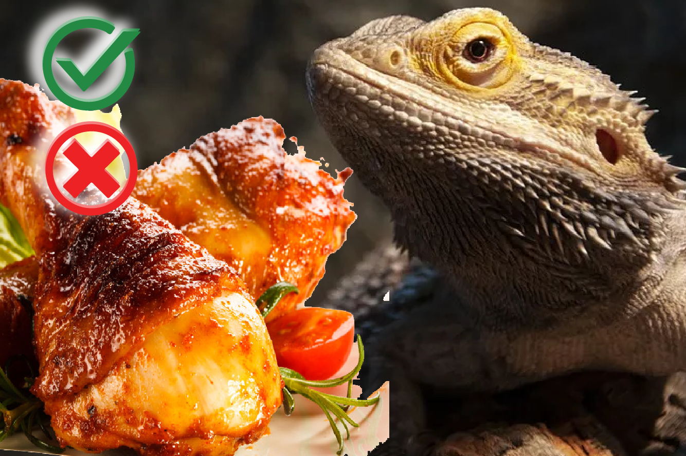 Can bearded dragons eat chicken? ( Complete Guide)