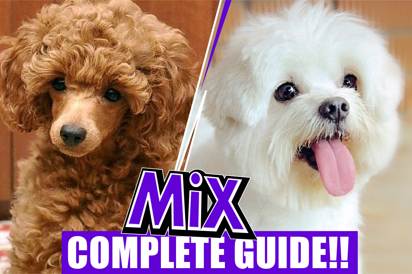 Maltipoo: The Poodle Maltese Mix ( Complete Guide)