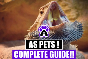 Bearded Dragons as Pets ( The Complete Guide A-Z)