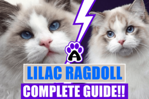 The lilac ragdoll Cat: Complete Guide
