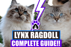 The Lynx Ragdoll Cat: Complete Guide