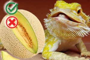 Can bearded dragons eat honeydew melon? ( Complete Guide)
