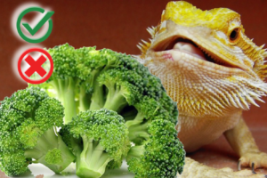 Can bearded dragons eat broccoli? ( Complete Guide)