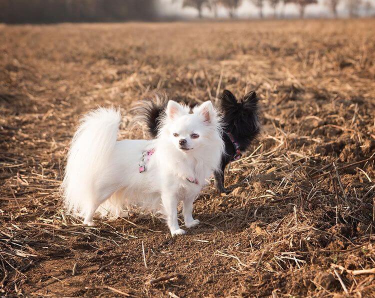 white long haired chihuahua6