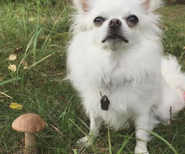white long haired chihuahua1