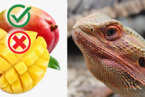 Can bearded dragons eat mangoes? ( Complete Guide)