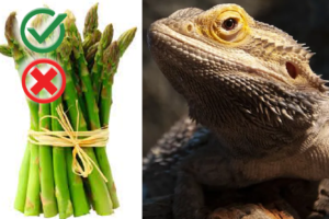 Can bearded dragons eat asparagus? ( Complete Guide)