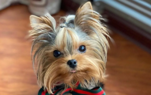 Yorkie puppies for sale in Los Angeles