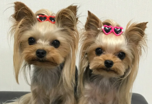 Yorkie puppies for sale in Houston