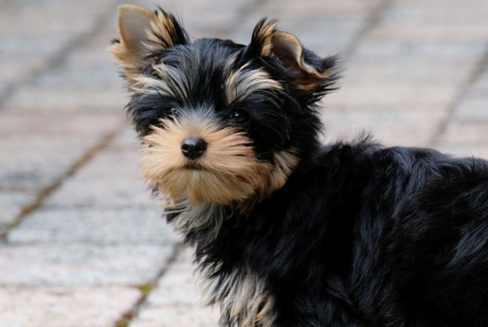 Yorkie puppies for sale in Louisville KY