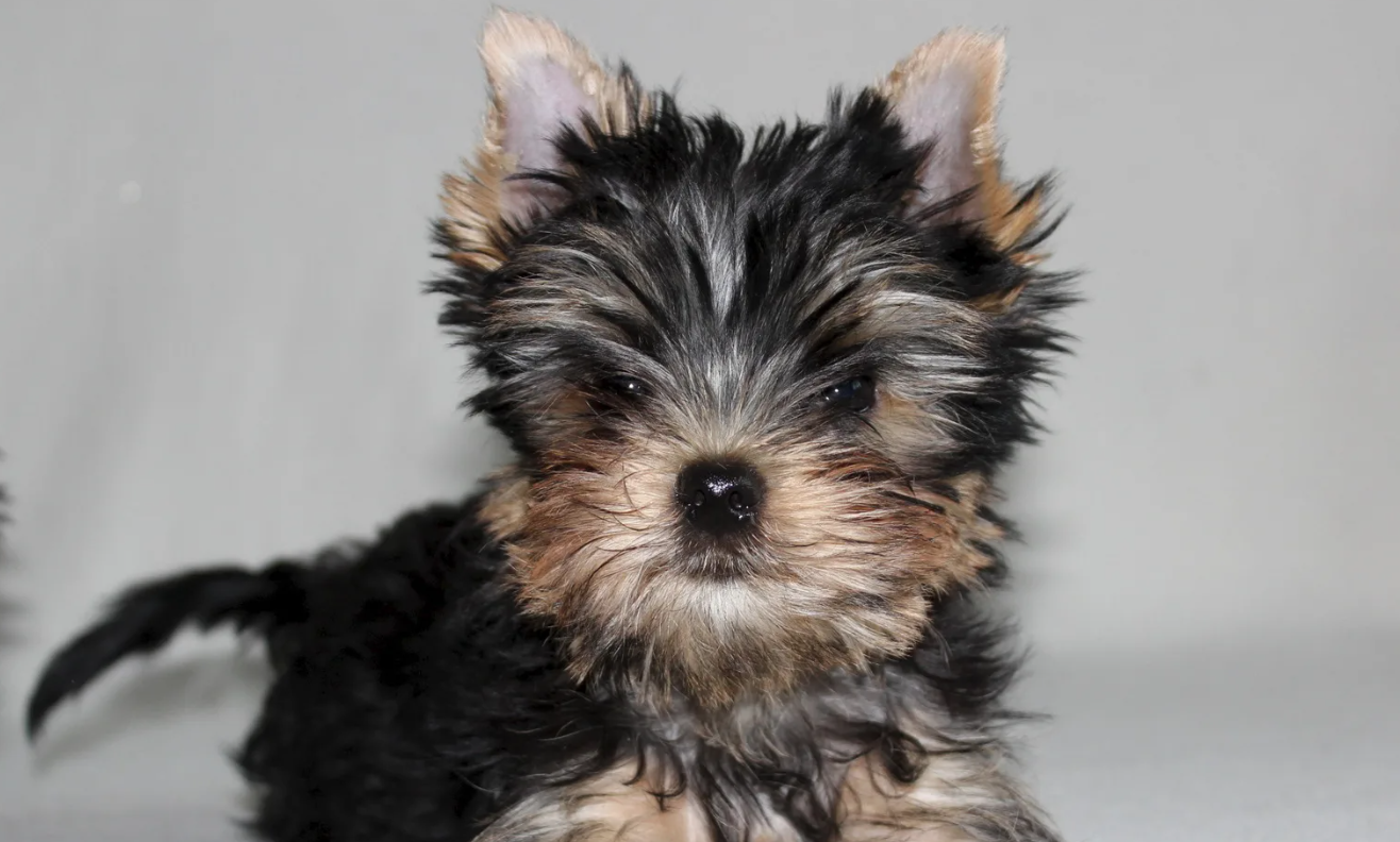 Yorkie puppies for sale in Orlando