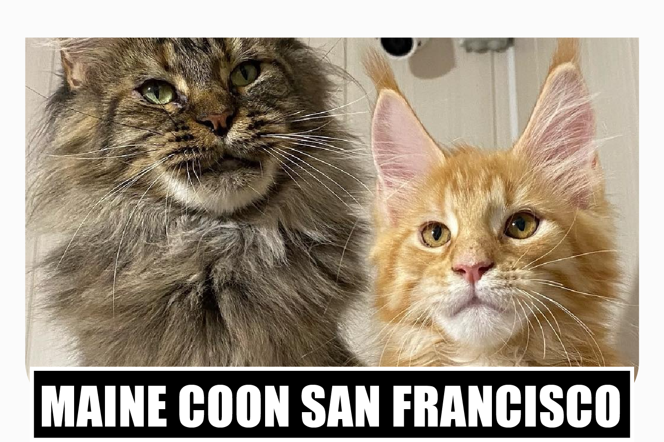 Maine coon kittens for sale San Francisco