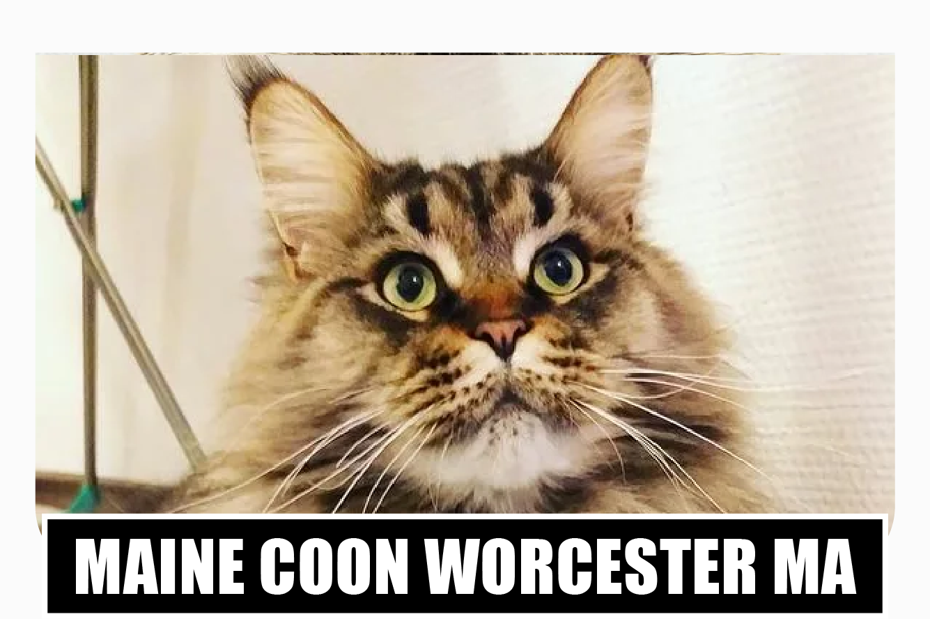 Maine coon kittens for sale Worcester