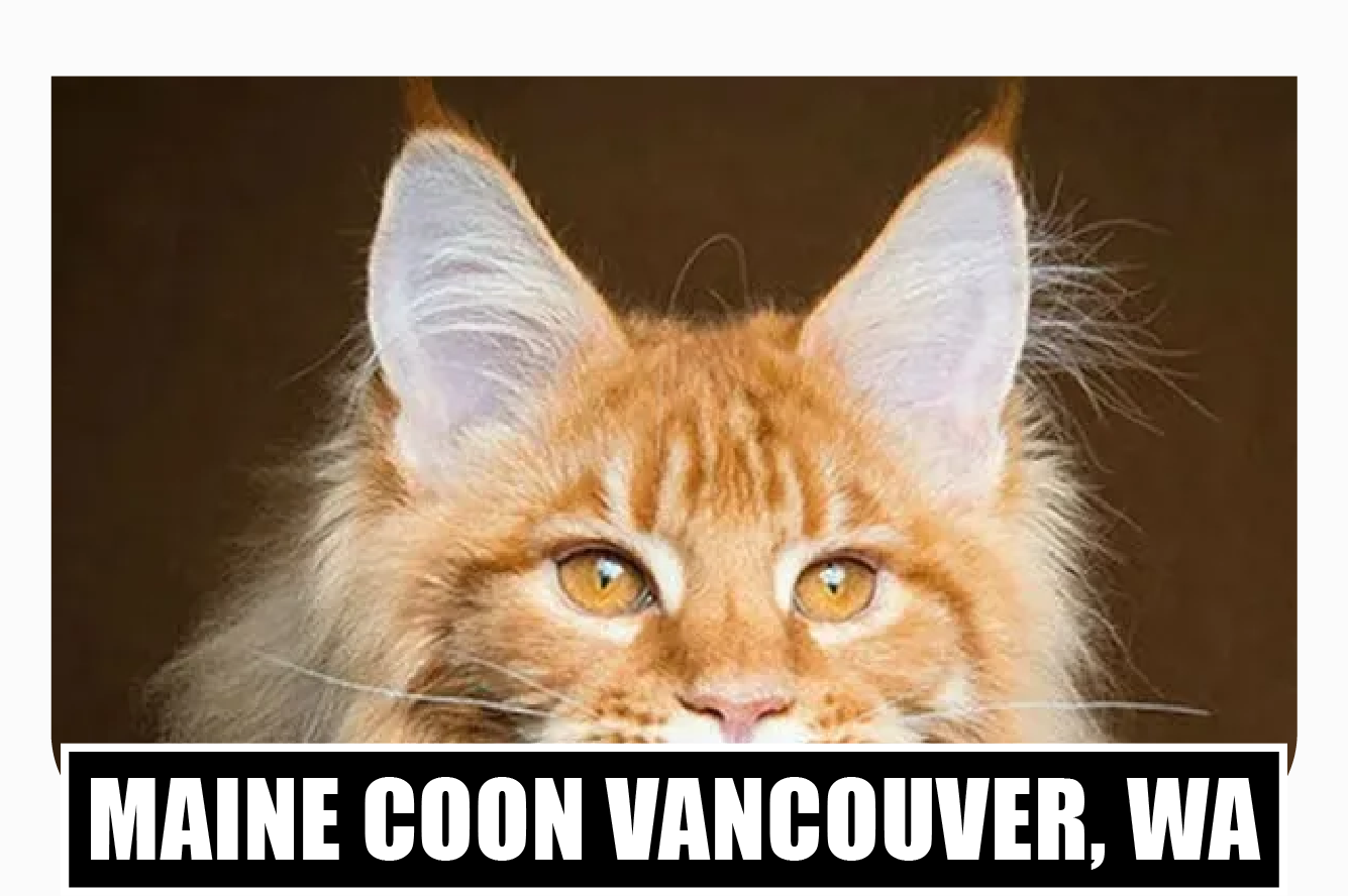 Maine coon kittens for sale Vancouver