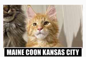 Maine coon kittens for sale Kansas City