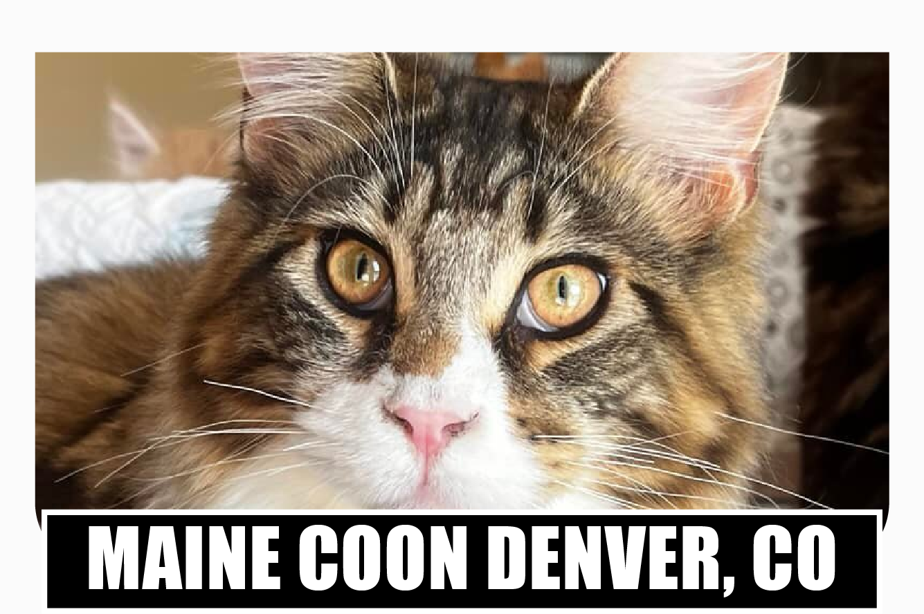 Maine coon kittens for sale Denver