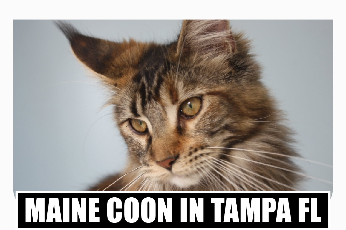 Maine coon kittens for sale Tampa