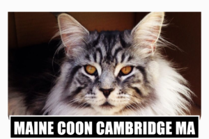 Maine coon kittens for sale Cambridge