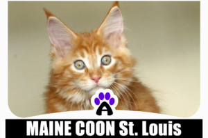 Maine coon kittens for sale St. Louis