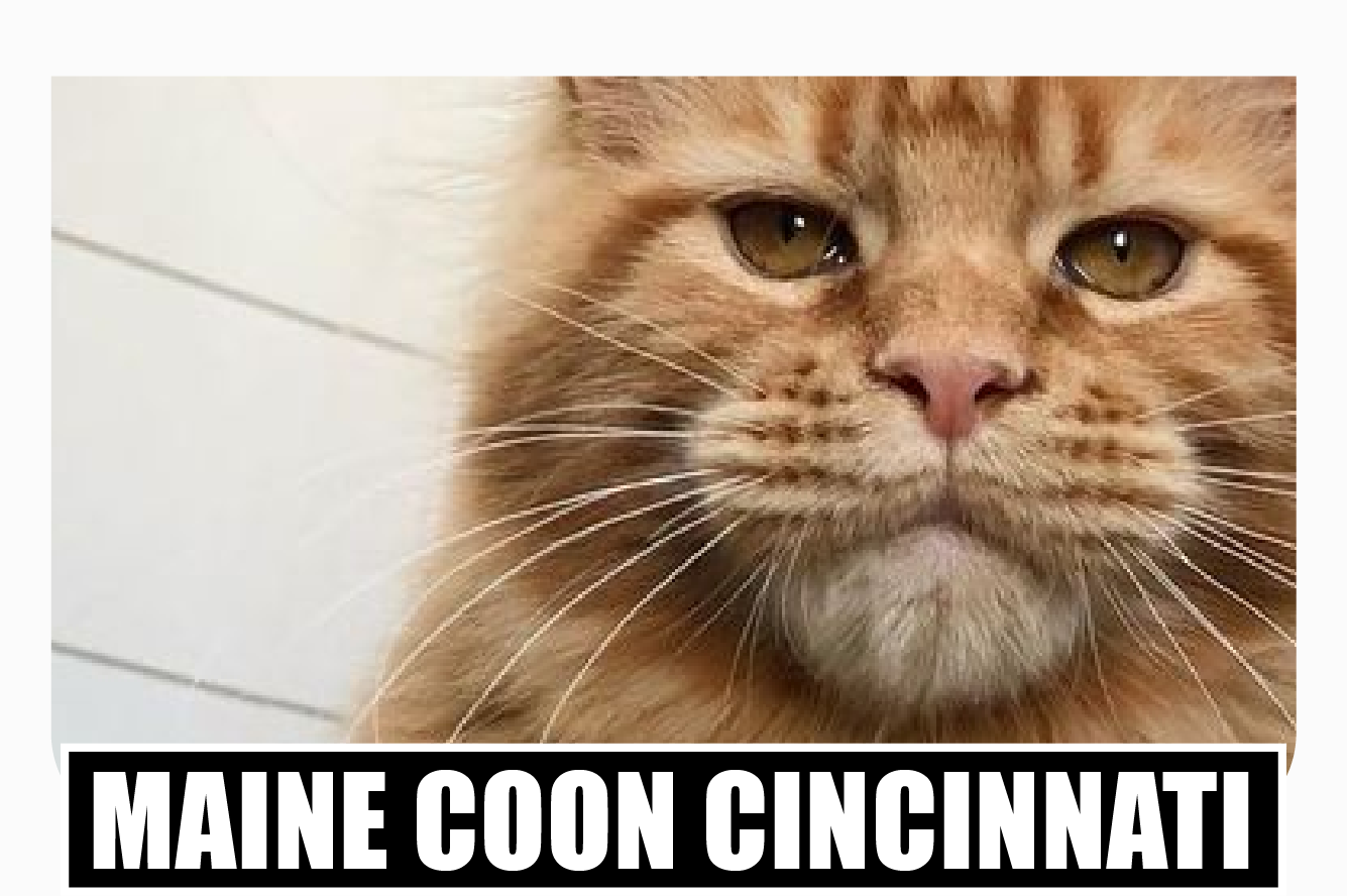 Maine coon kittens for sale Near Cincinnati