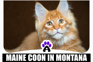 Maine coon kittens for sale Montana