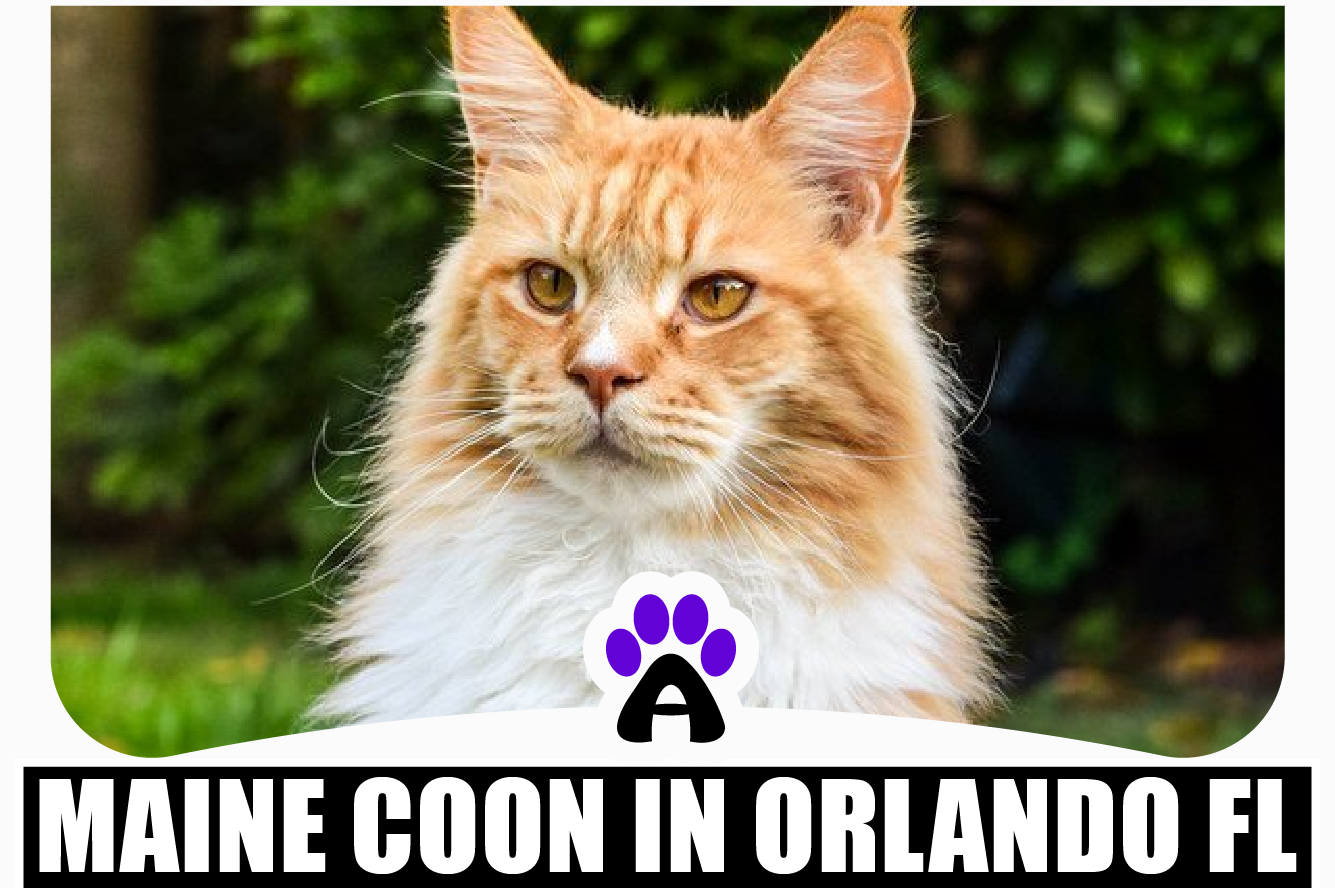 Maine coon kittens for sale Orlando