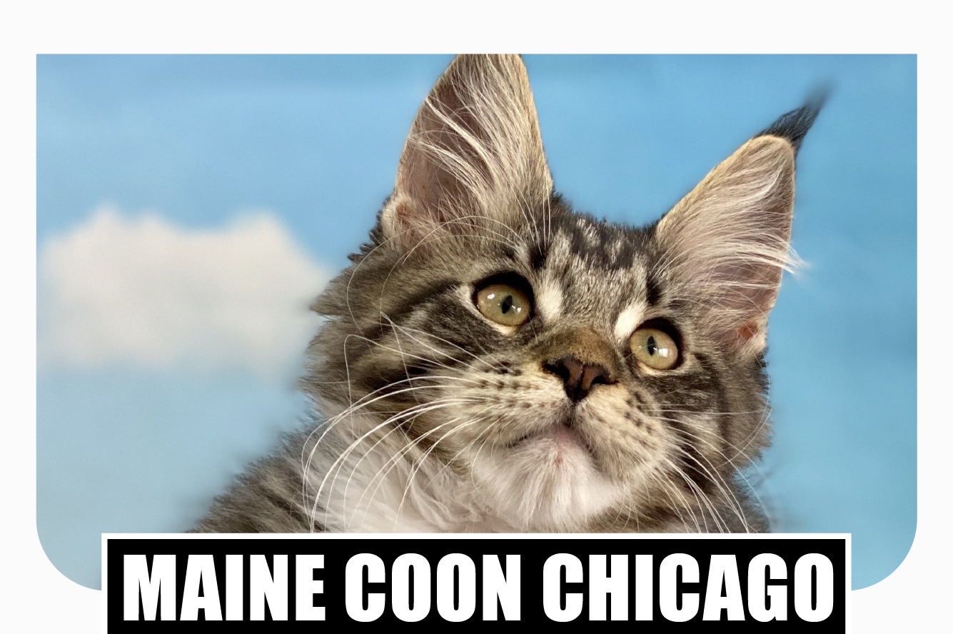 Maine coon kittens for sale Chicago