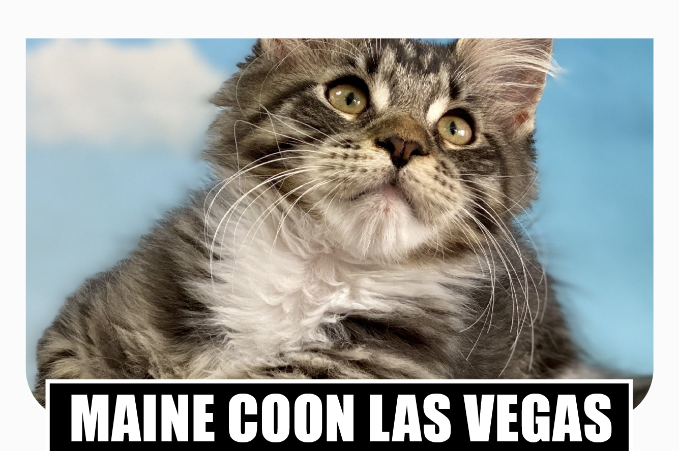 Maine coon kittens for sale Las Vegas