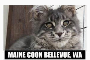 Maine coon kittens for sale Bellevue