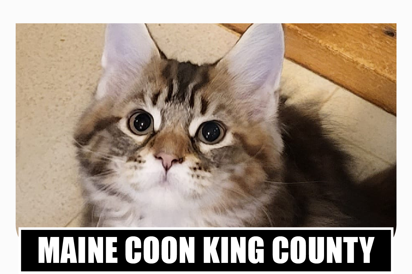 Maine coon kittens King County