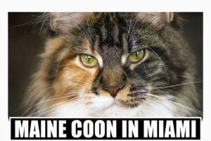 Maine coon kittens for sale Miami