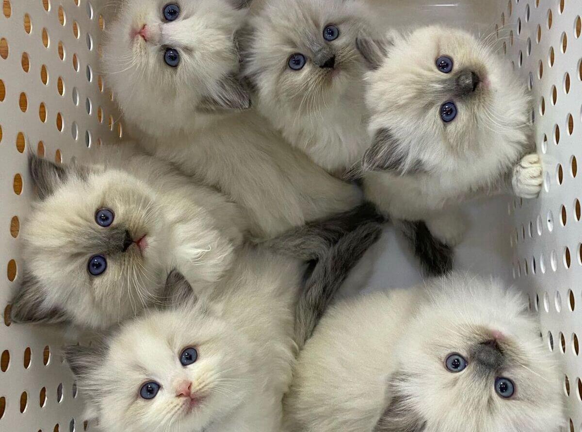 ragdoll kittens for sale near me.2