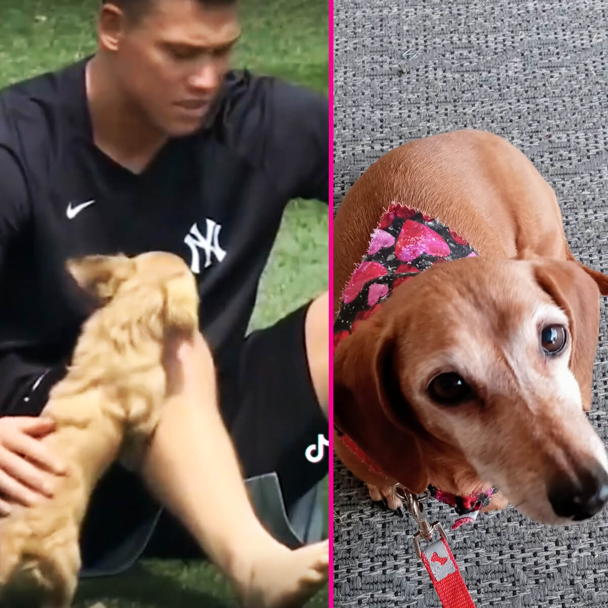 Aaron Judge's Tiny Dachshund Puppy Steals the Show