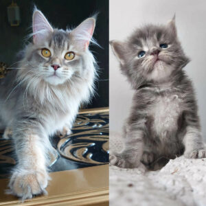 Maine Coon Cat Transforms From Baby to Adult in 16