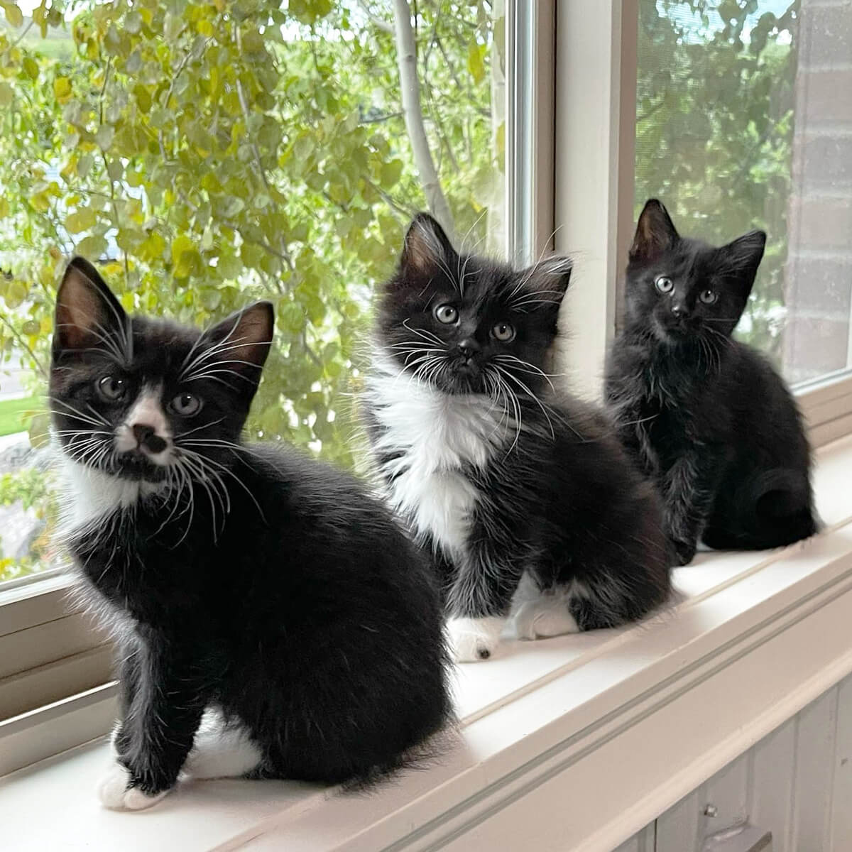 Mama Cat Adopts Foster Kitten