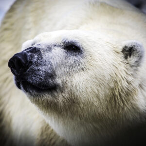 pet-news/white-grizzly-bear