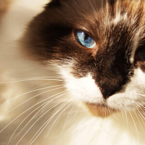 pet-news/senior-cat-neighbors-house