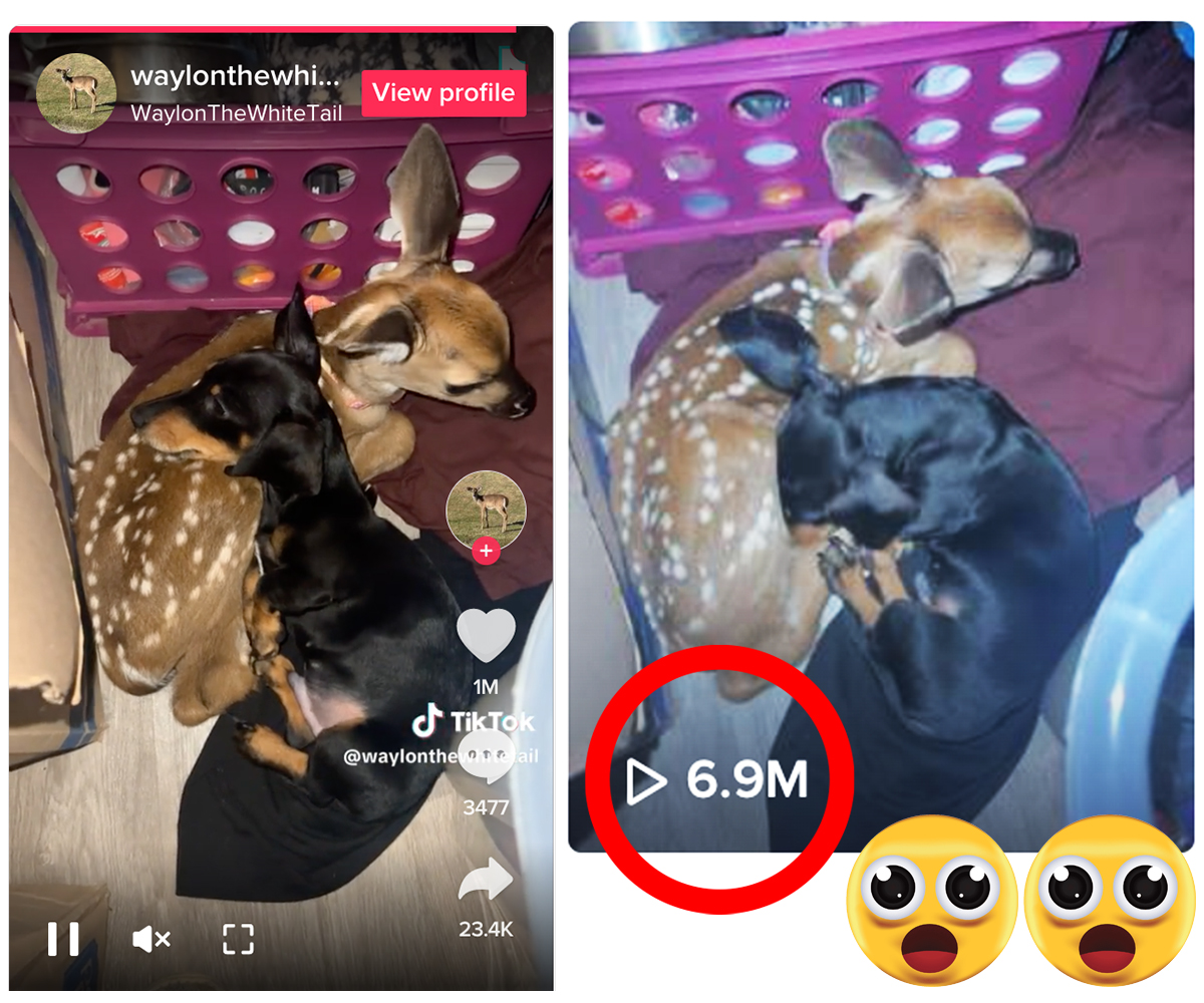 dachshund-rescue-deer-nap