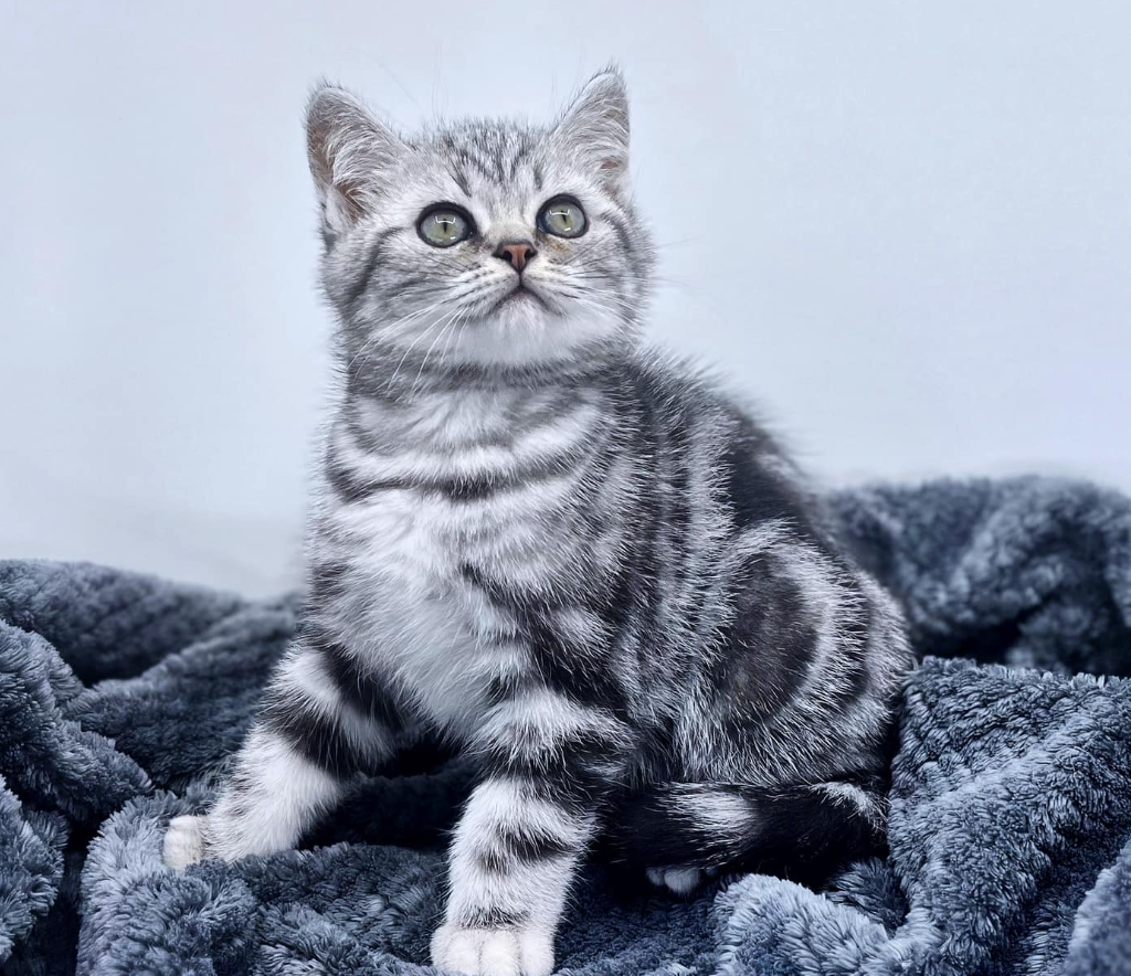 Silver Tabby Cat