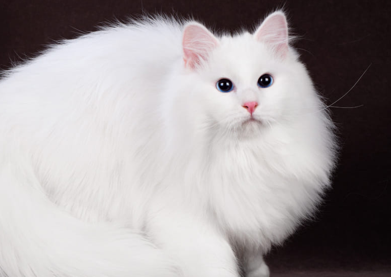 White Tabby Cats