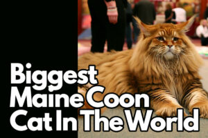 Biggest Maine Coon Cat In The World