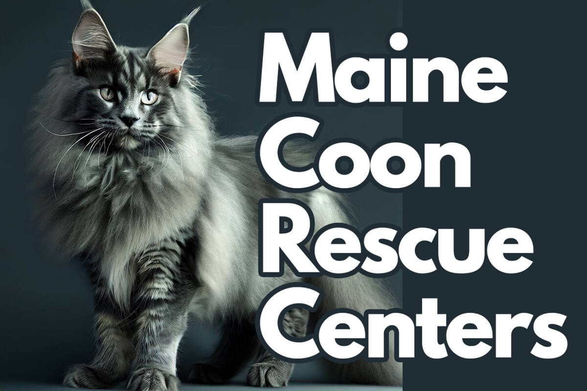 maine coon rescue centers