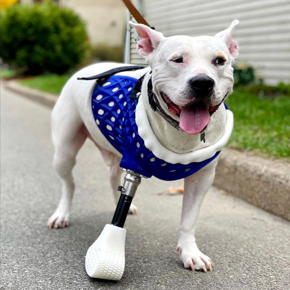 dogs-with-prostheses