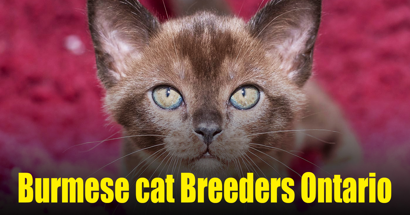 Burmese Cat Breeders Ontario | Kittens & Cats for Sale