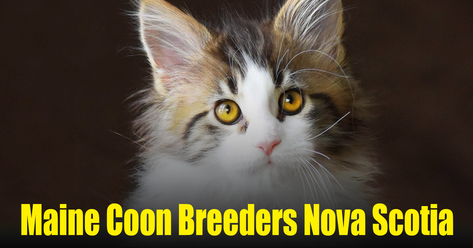 Maine Coon Breeders Nova Scotia | Kittens & Cats for Sale
